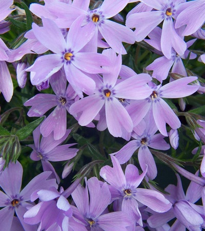 Creeping Phlox Emerald Blue